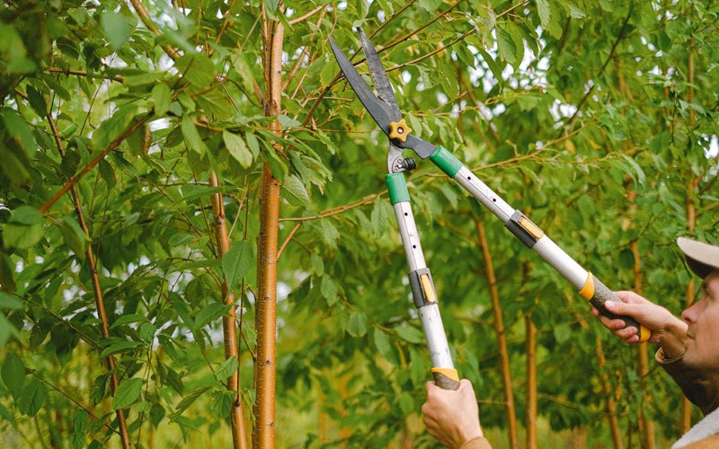Tree trimming in Griswold, IA